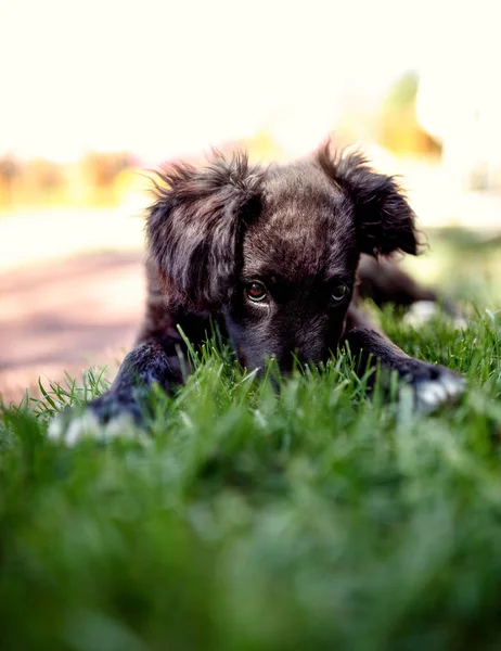 可爱的黑色小狗在院子里的绿草 — 图库照片