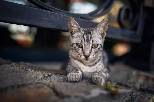 Mooi Gestreepte Helder Straat Kat Buurt Van Een Hek Leggen — Stockfoto