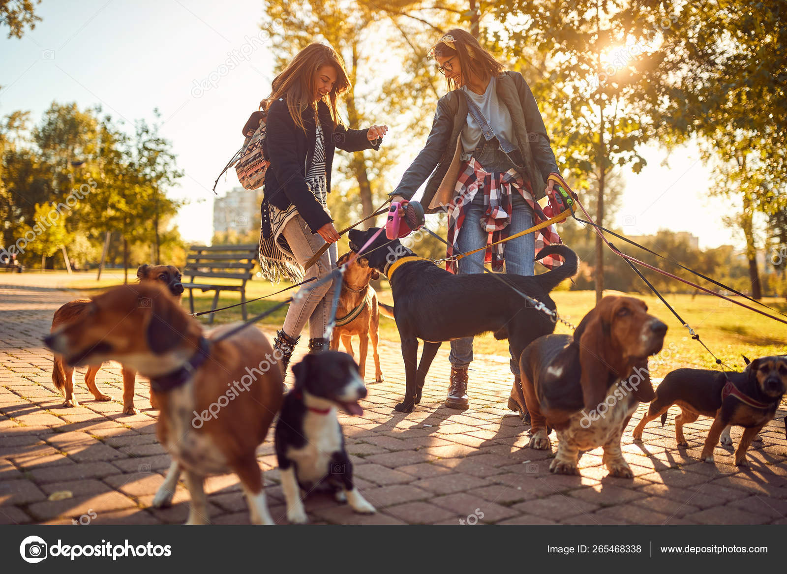 Zeeslak verkeer Kruipen Professional Dog Walker enjoying with dogs while walking outdoor Stock  Photo by ©luckybusiness 265468338