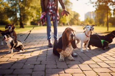 sevimli köpek açık yürüyüş zevk