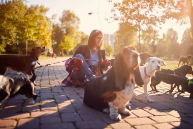 Bir grup köpeği gezdiren ve dışarıda eğlenen bir kadın.
