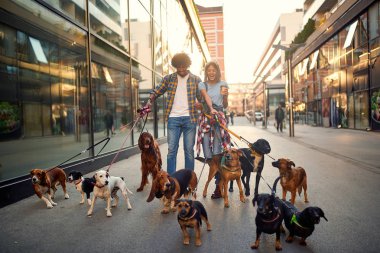 köpek çok sokakta profesyonel çift köpek yürüteç