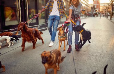 Köpek yürümek yürüyüş zevk köpeklerle