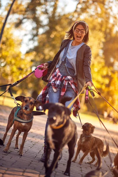 Περιπατητής σκύλων που απολαμβάνουν τα σκυλιά ενώ περπατούν υπαίθρια — Φωτογραφία Αρχείου