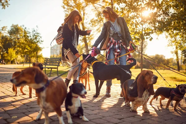 야외에서 산책하는 동안 개와 함께 즐기는 전문 개 워커 — 스톡 사진