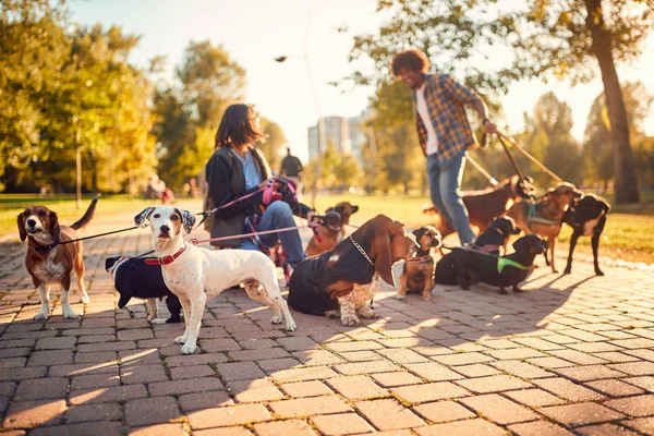 Paseador de perros en la calle con un montón de perro — Foto de Stock