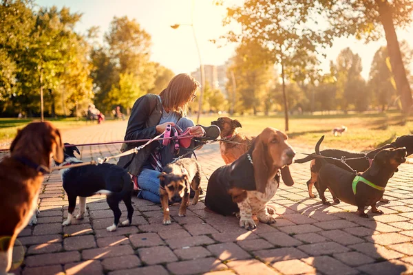 职业妇女走一群狗和享受户外 — 图库照片