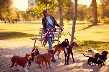 Happy woman dog walker with dogs enjoying in funny walkin clipart