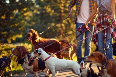 Köpek par zevk ile Çift köpek gezdiriciler