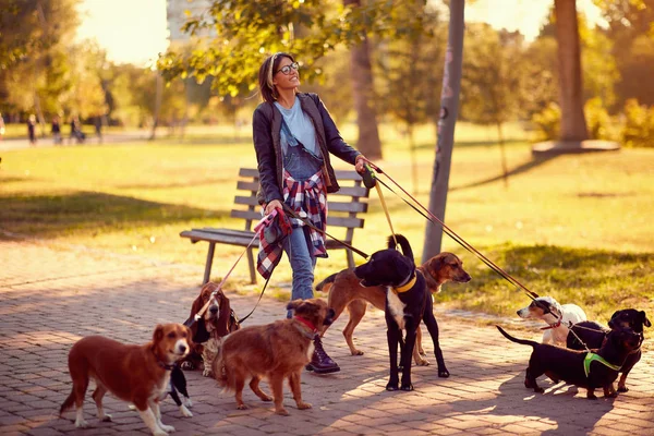 Happy woman dog walker with dogs enjoying in funny walkin