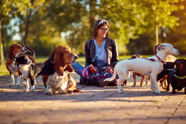 Chodzenie psy-kobieta pies piechur ciesząc się z pies — Zdjęcie stockowe