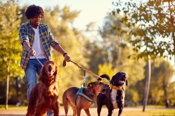 Cães ambulantes - homem passeador de cães desfrutando com o cão — Fotografia de Stock