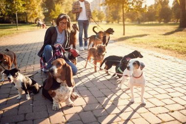 Sokakta gülümseyen profesyonel köpek gezdirici