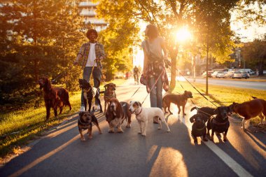 Köpek gezdiricisi işte. Köpek yürüteç bir grup köpekleri ile yürüyüş 