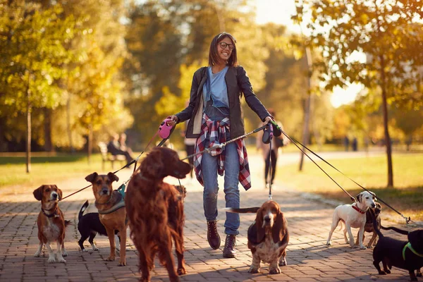 Paseador de perros feliz disfrutando con los perros mientras camina al aire libre — Foto de Stock