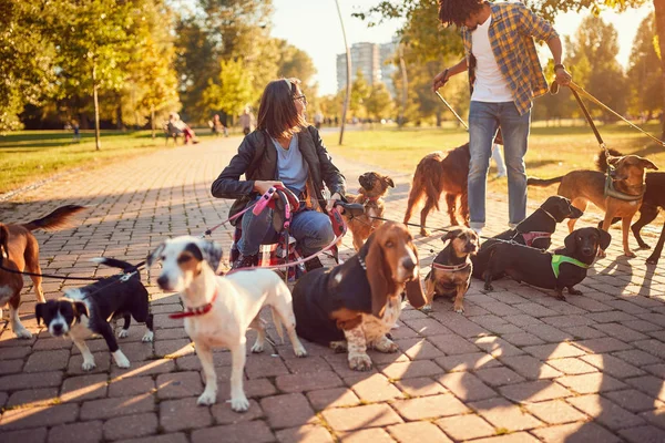 Perros paseando con paseador profesional de perros — Foto de Stock