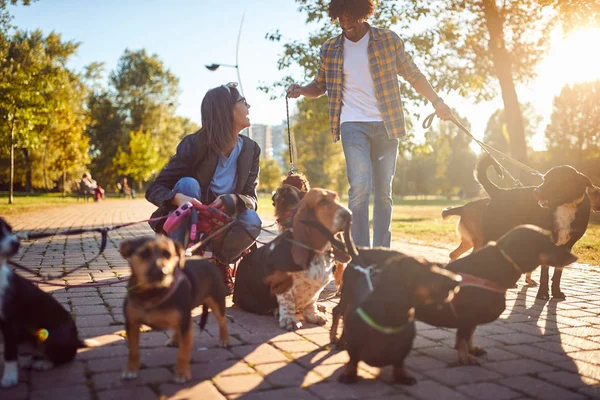 Perros en paseo con paseador perro profesional feliz — Foto de Stock