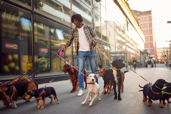 Perros en las calles con correa con paseante profesional para perros — Foto de Stock