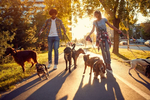 Couple Dog walker walks dogs and enjoying outdoors — Stock Photo, Image