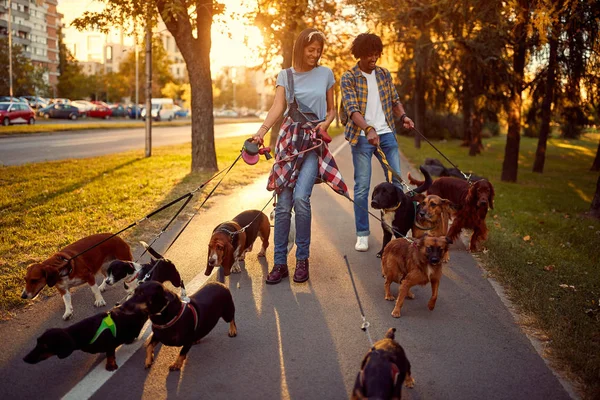 Paseador de perros paseando con un grupo de perros a la par — Foto de Stock