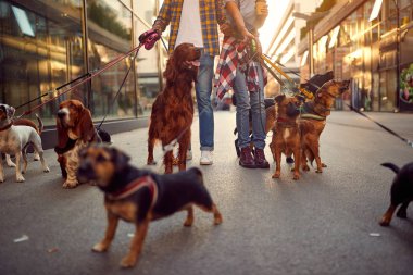 Profesyonel köpek yürüteç ile tasma üzerinde yürüyen köpek grubu