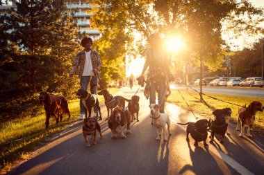Köpek gezdiricisi işte. Çift köpek yürüteç parkta köpeklerle yürüyüş