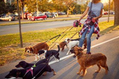 Parkta grup köpekleriyle yürüyen bir kadın.