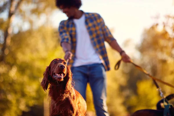 Professional Dog Walker - dog enjoying in walk outdoors — Stock Photo, Image