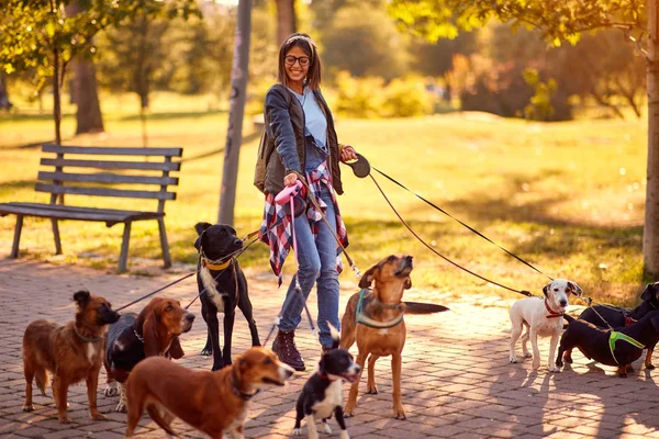 Professional Dog Walker - group of dogs with woman dog walker enjoying in walk — Stock Photo, Image