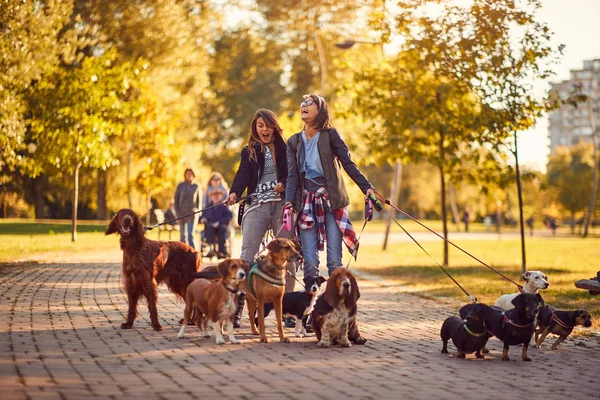 Caminante de mujer disfrutando con perros mientras pasea al aire libre — Foto de Stock