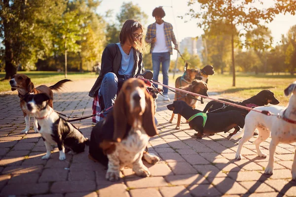 Sonriente profesional paseador de perros mujer en la calle — Foto de Stock