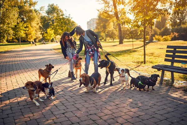 Mujeres disfrutando con perros mientras caminan al aire libre — Foto de Stock