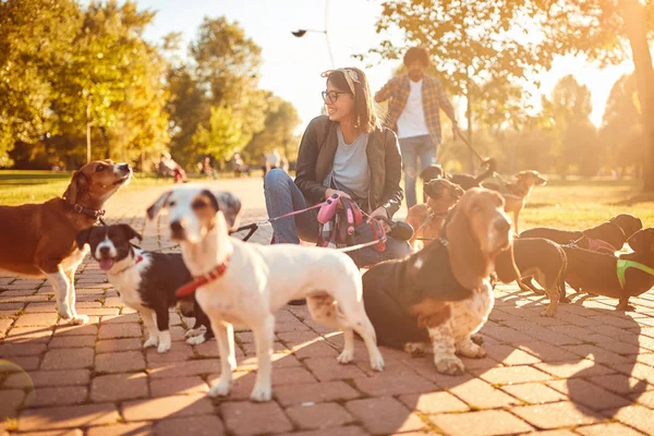 Hundar på promenad med professionell kvinna hund Walker — Stockfoto