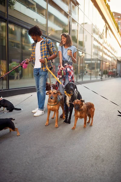 Paseo de perros con correa con paseador de perros profesional en pareja — Foto de Stock