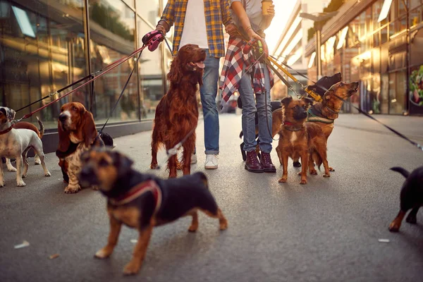 Grupo de perro paseando con correa con paseador profesional — Foto de Stock