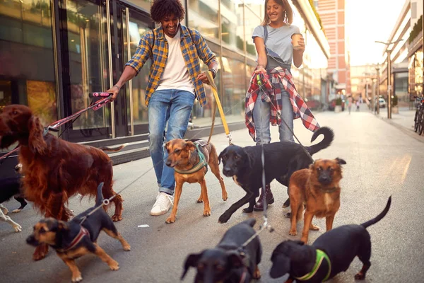 Пара собак ходить з групою собак, насолоджуючись ходьбою — стокове фото