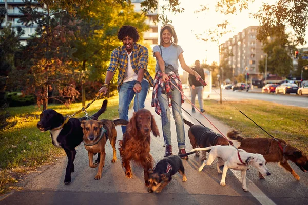 Група собак в парку, що йдуть з парою — стокове фото