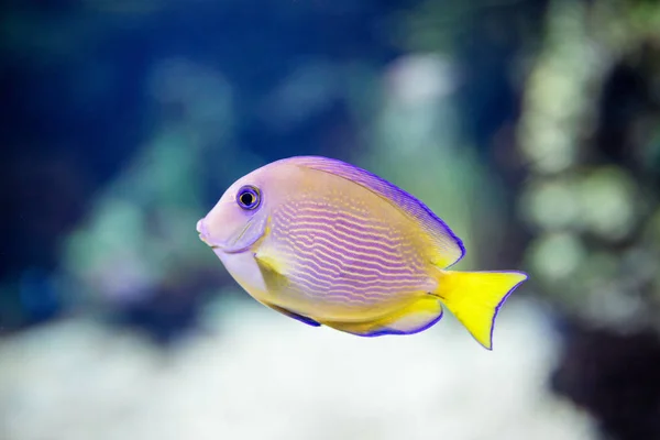 Exotisk tropisk fisk lila gul fin surgeonfis — Stockfoto