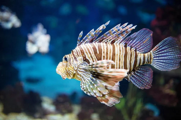 Vacker zebrafisk eller randig lionfish — Stockfoto
