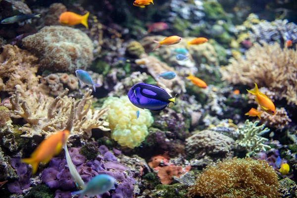 Peces de mar y coral — Foto de Stock