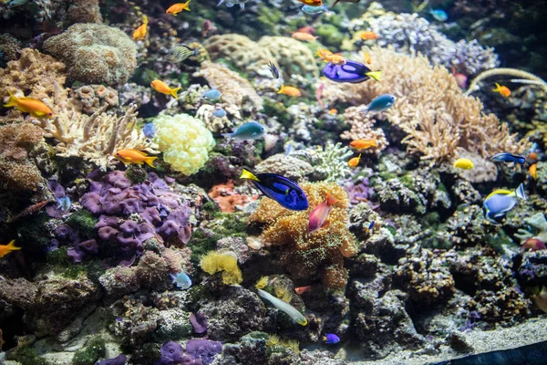 Bajo el agua con diferentes peces de colores —  Fotos de Stock