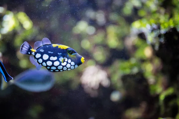 Arlequín Desencadenador de peces mientras bucea —  Fotos de Stock