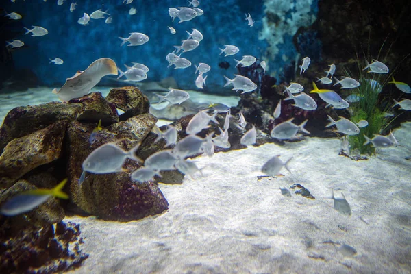 Shoal of fish on the coral reea — Stock Photo, Image