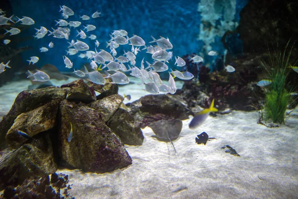 Peces de caracol en el agua azul — Foto de Stock