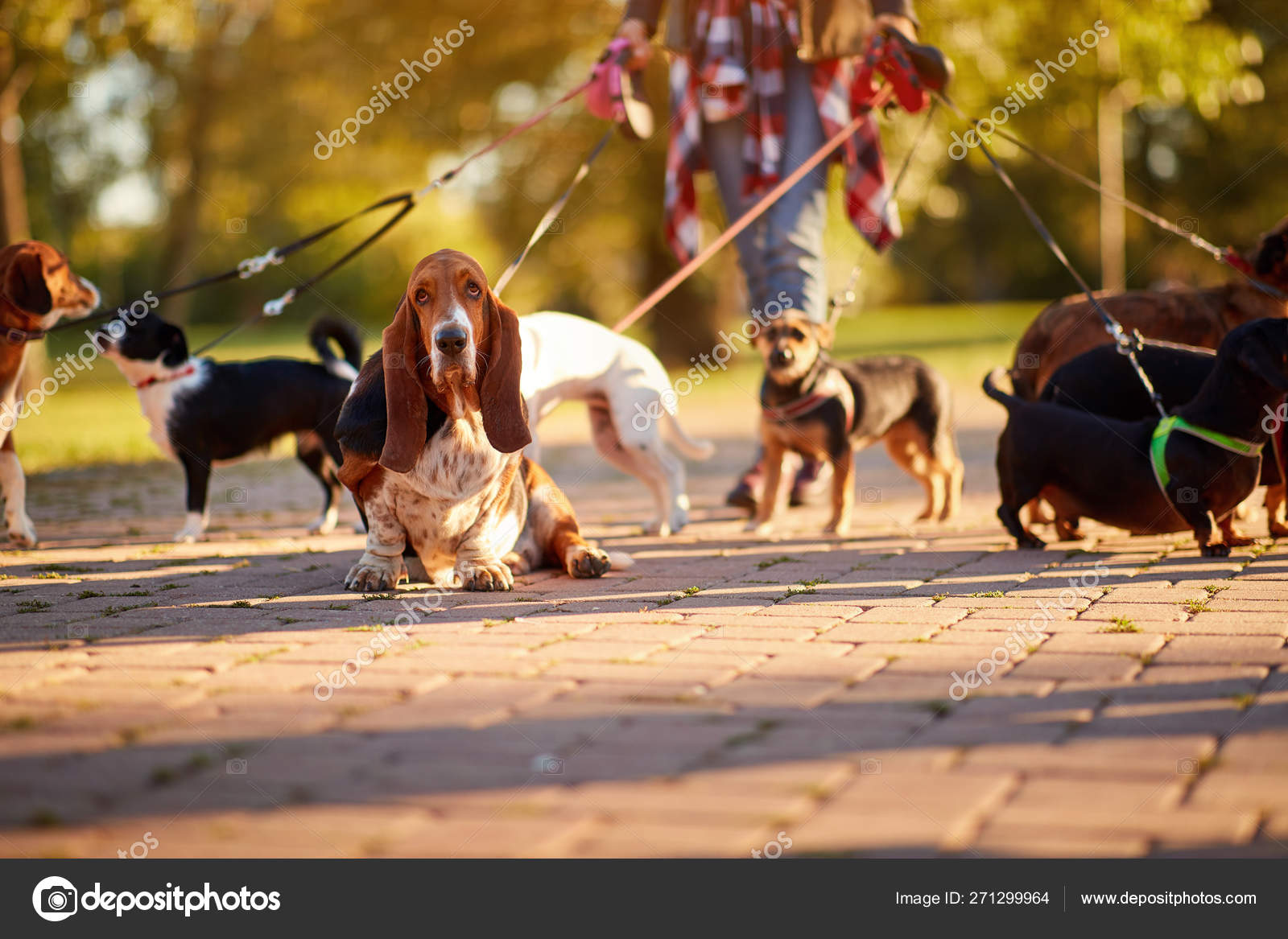 Professional Dog Walker Basset Hound enjoying in walk — Stock