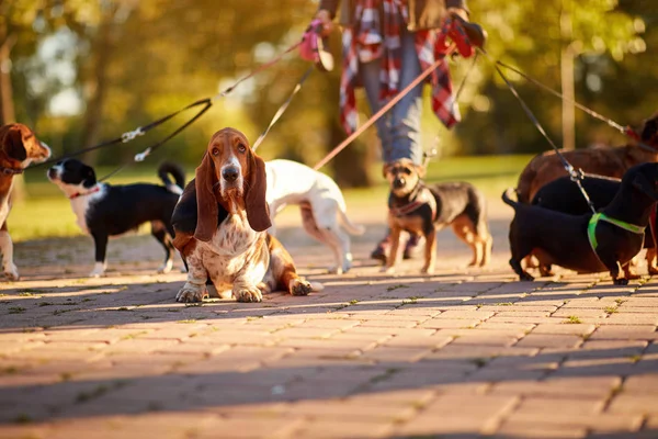 专业狗沃克 - 巴塞特猎犬享受在步行 — 图库照片