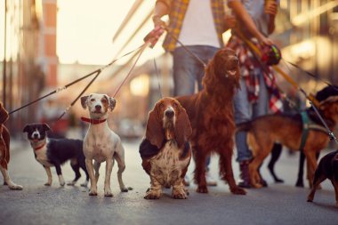 group of dogs with man and leash ready to go for a walk clipart