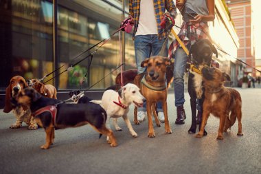 Çift profesyonel köpek walke ile tasma üzerinde yürüyen köpek grubu