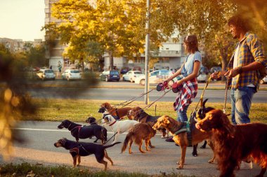 Girl and man dog walker with dogs enjoying in walk clipart