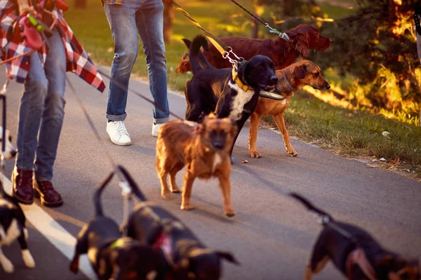 group of dogs with man and woman and leash ready to go for a walk